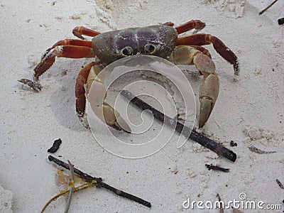 Crab Stock Photo