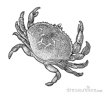 Crab illustration, drawing, engraving, ink, line art, vector Vector Illustration