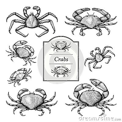 Crab Illustrations Vector Illustration