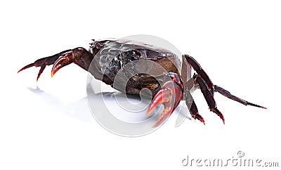 Crab isolated on white background. Stock Photo