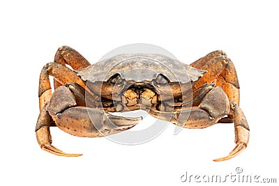 Crab isolated on white Stock Photo