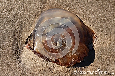 Crab on jellyfish Stock Photo