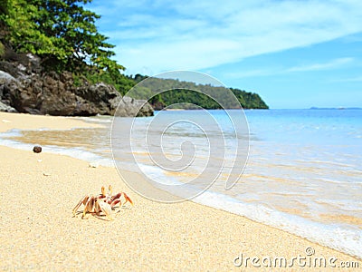 Crab Landcape on Tropical Beach, Sulawesi Stock Photo