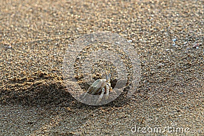 The crab lives in a hole on the shores of the Mediterranean Stock Photo