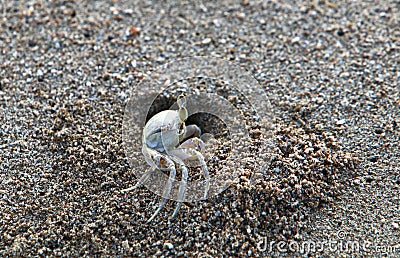 The crab lives in a hole on the shores of the Mediterranean Stock Photo