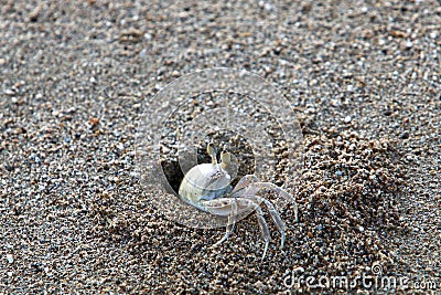 The crab lives in a hole on the shores of the Mediterranean Stock Photo