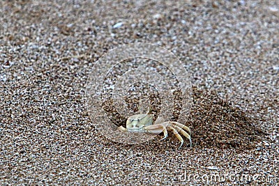 The crab lives in a hole on the shores of the Mediterranean Stock Photo