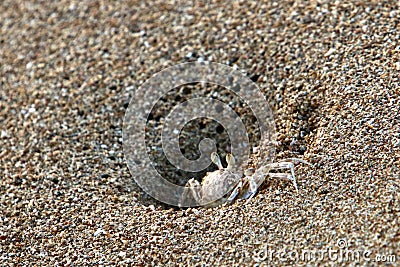 The crab lives in a hole on the shores of the Mediterranean Stock Photo