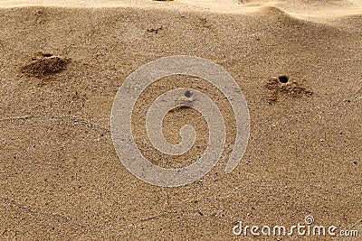 The crab lives in a hole on the shores of the Mediterranean Stock Photo