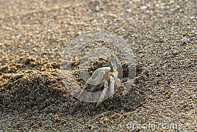 The crab lives in a hole on the shores of the Mediterranean Stock Photo