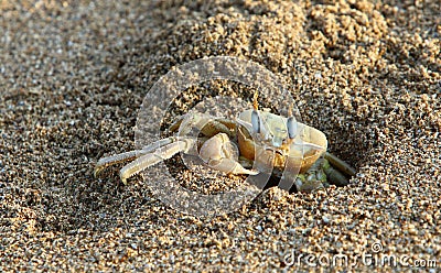 The crab lives in a hole on the shores of the Mediterranean Stock Photo