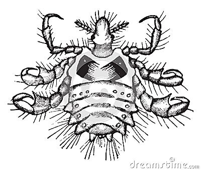 Crab louse, vintage illustration Vector Illustration