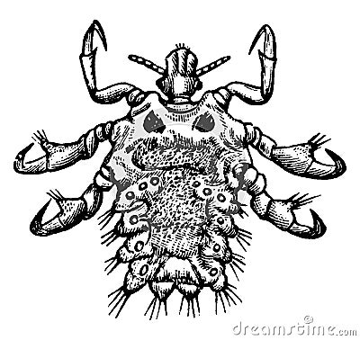 Crab Louse, vintage illustration Vector Illustration