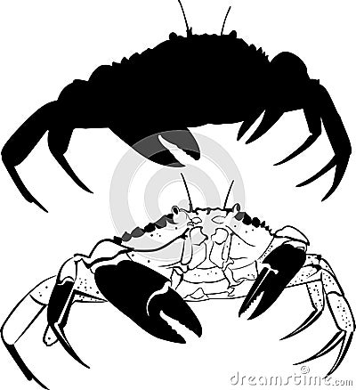 Crab Vector Illustration