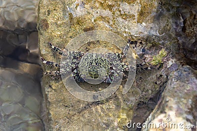 Crab Pachygrapsus marmoratus in shallow water Stock Photo