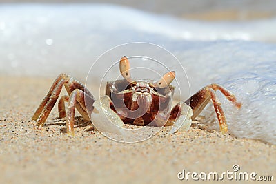 Crab Portrait on Tropical Beach, Sulawesi Stock Photo