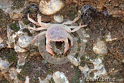 Crab, Sea. Animals. Knowledge of nature. Through the eyes of nature Stock Photo