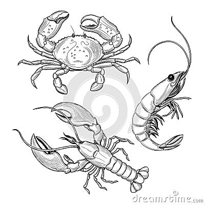 Crab, shrimp, lobster. Seafood. Vector Illustration