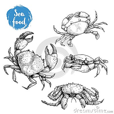 Crab sketch set. Hand drawn collection of seafood. Vector illustrations Vector Illustration