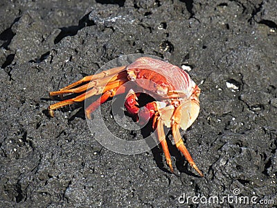 Crab Stock Photo