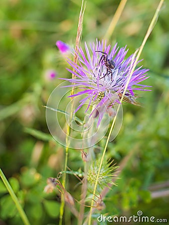 Crab Spider on ambush on Cardus plant flower Stock Photo