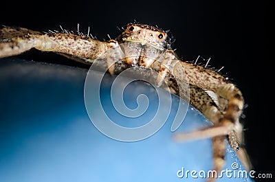 Crab Spider Stock Photo