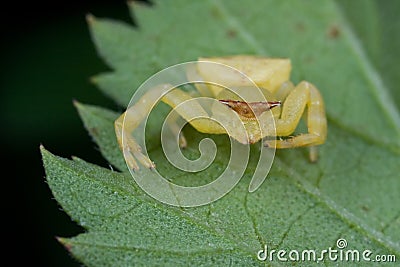 Crab spider on green leaf Stock Photo