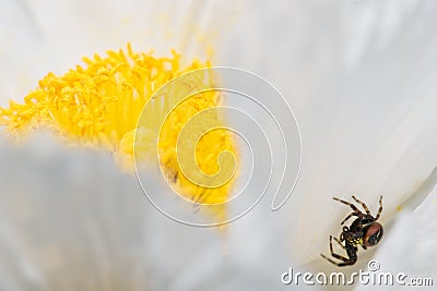 Crab spider among petals of California tree poppy. Stock Photo