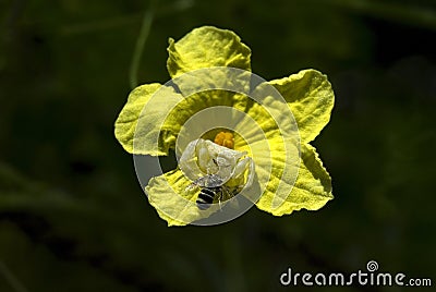 Crab spider preying on bumble bee Stock Photo