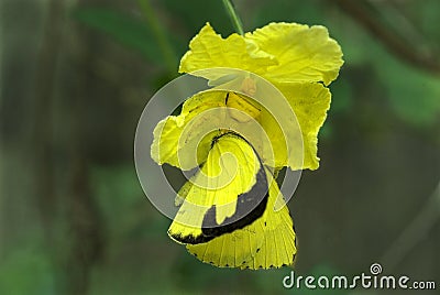 Crab spider preying on grass yellow butterfly Stock Photo