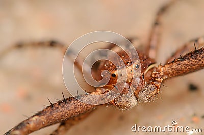 Crab Spider Stock Photo