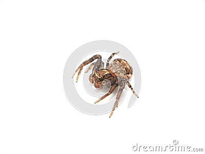 Female crab spider Xysticus cristatus Stock Photo