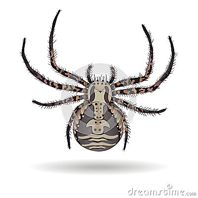Crab spider Vector Illustration