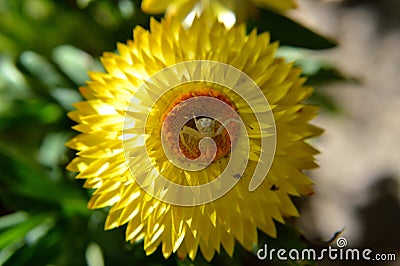 Crab Spider on Dreamtime Jumbo Yellow Strawflower Stock Photo