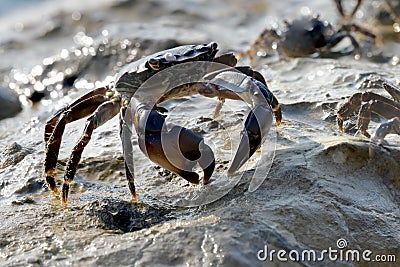 crab sun salt water massive claws sitting stone Stock Photo