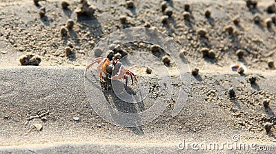 Crab with telescoping eyes. Stock Photo