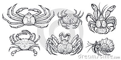 Crab vector set. Hand drawn illustrations. Vector Illustration