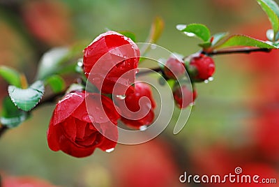 The dew on the Chinese flowering crab-apple Stock Photo