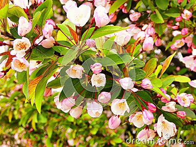 Crabapple tree in bloom Stock Photo