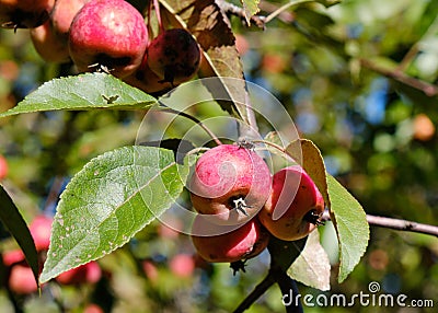 Crabapple trees covered in ripe fruit Stock Photo