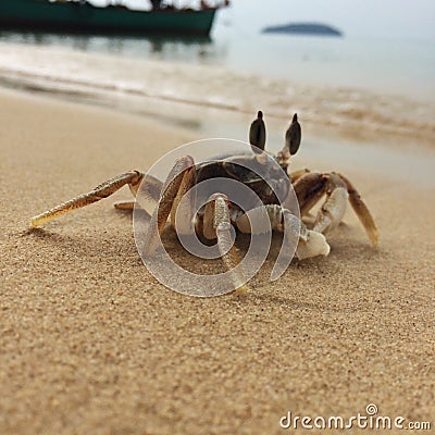 Crabby Stock Photo