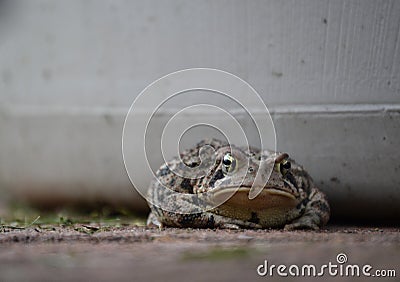 Crabby Frog Stock Photo