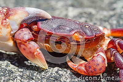 A Crabby Life Stock Photo