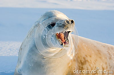 Crabeater seal Stock Photo