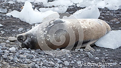 Crabeater seal in Antarctica Stock Photo