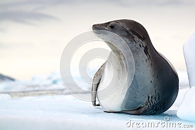 Crabeater Seal, Antarctica Stock Photo