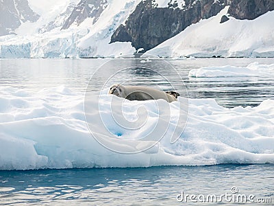 Crabeater seal, Lobodon carcinophagus, resting on ice floe in Andvord Bay, Antarctica Stock Photo