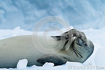 Crabeater seal resting, Antarctica Stock Photo