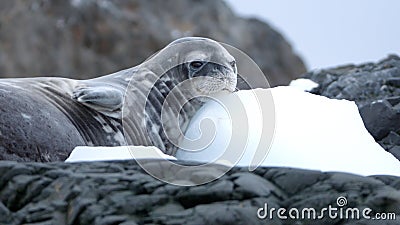 Crabeater seal on a rocky point Stock Photo