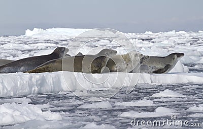 Crabeater seals flock resting on an ice floe 1 Stock Photo